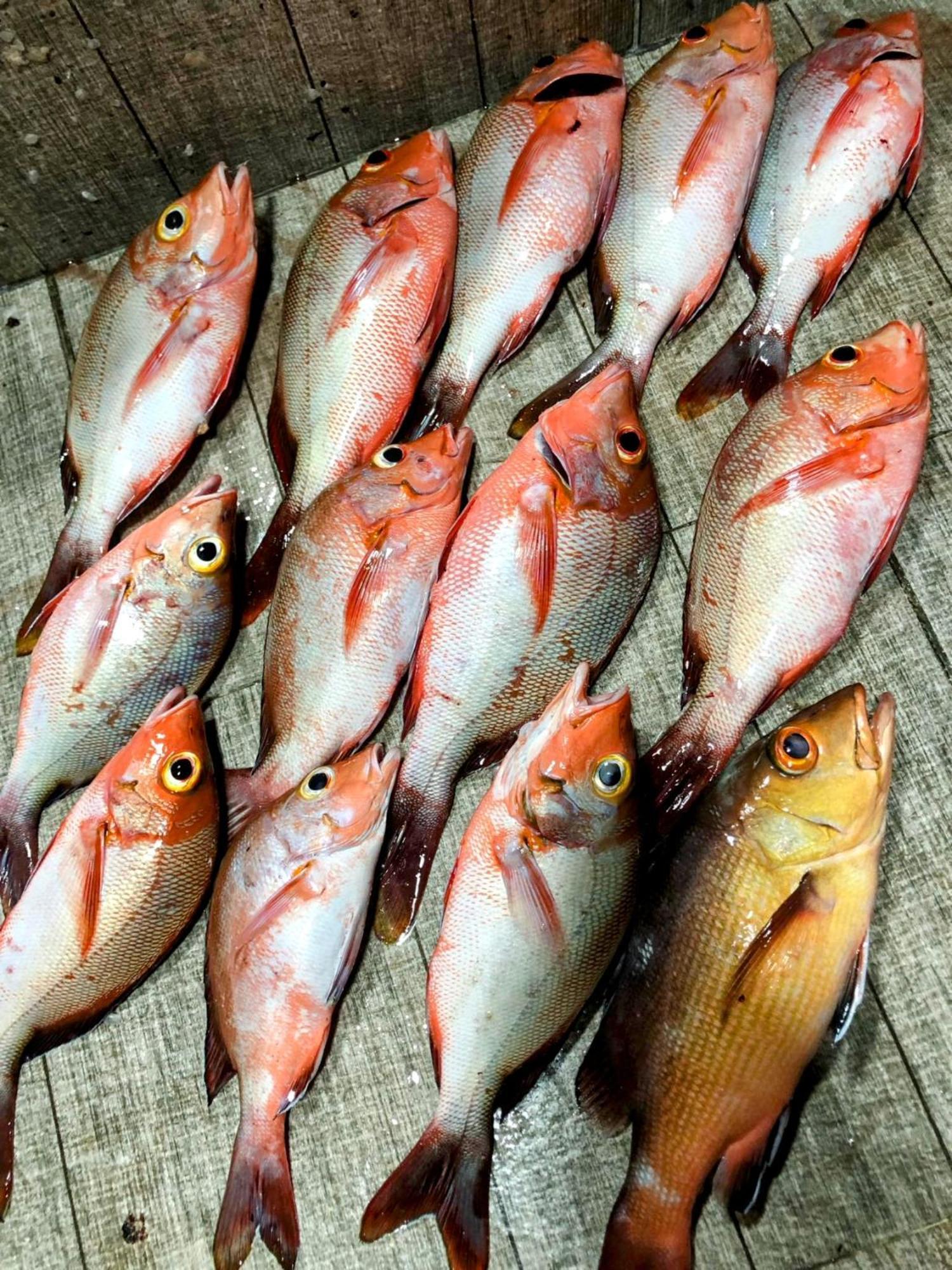 Rashuthere Maldives Rasdhoo Екстер'єр фото