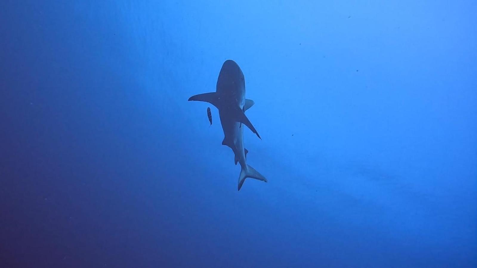 Rashuthere Maldives Rasdhoo Екстер'єр фото