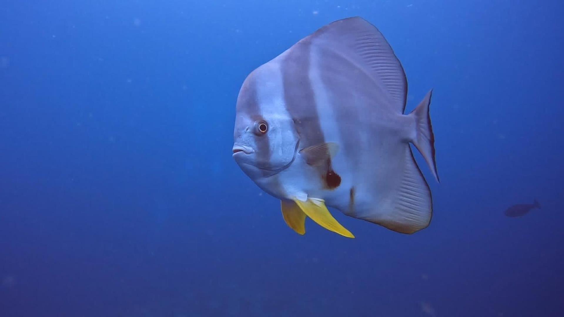 Rashuthere Maldives Rasdhoo Екстер'єр фото