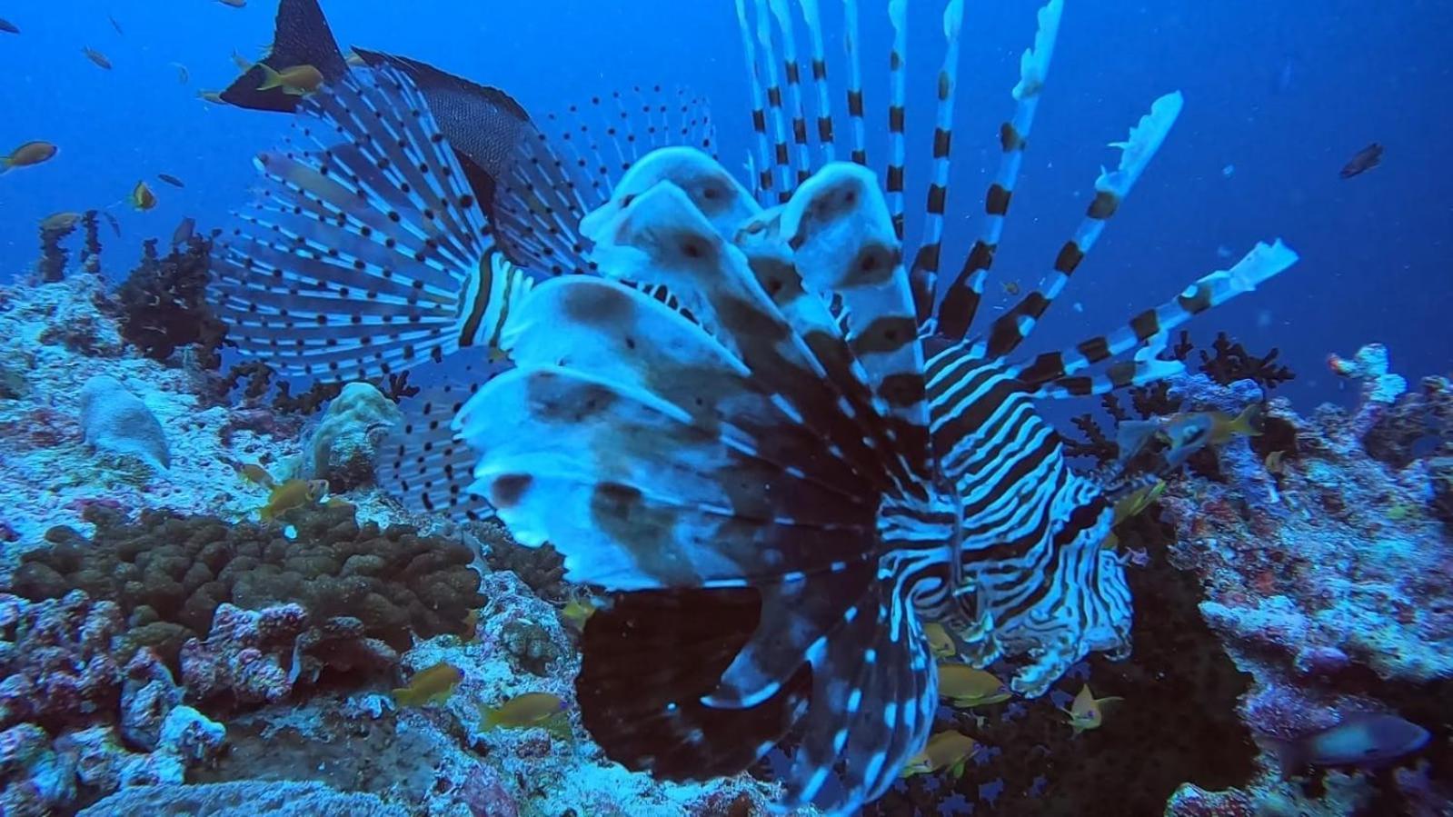 Rashuthere Maldives Rasdhoo Екстер'єр фото