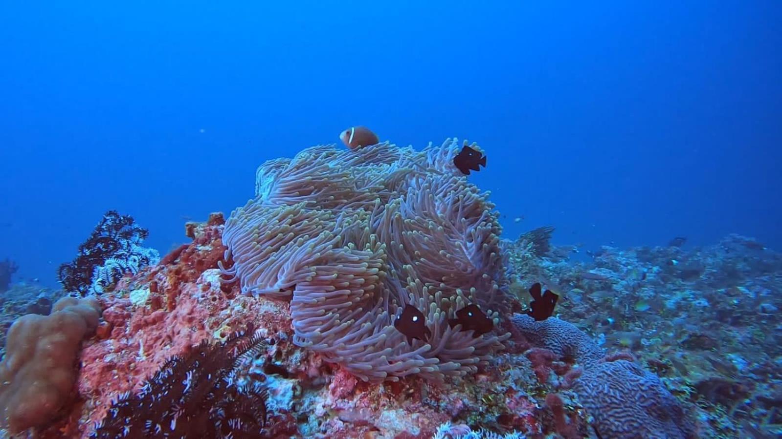 Rashuthere Maldives Rasdhoo Екстер'єр фото