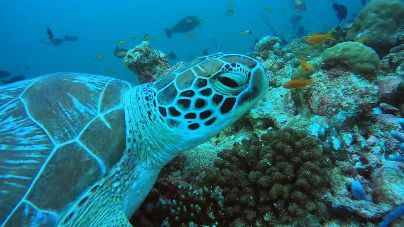 Rashuthere Maldives Rasdhoo Екстер'єр фото