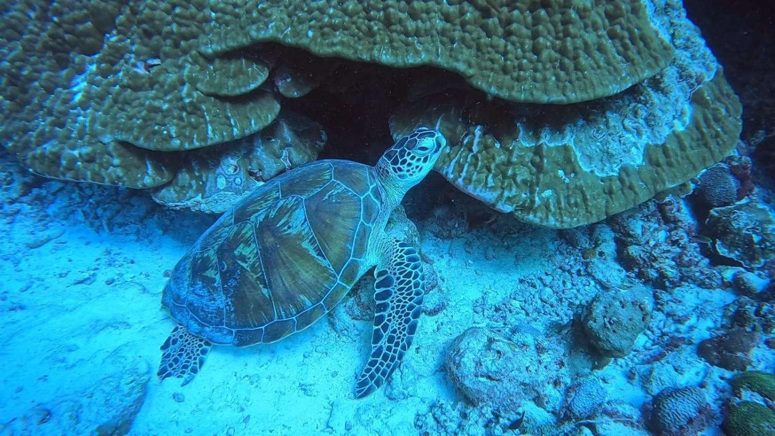 Rashuthere Maldives Rasdhoo Екстер'єр фото